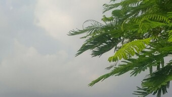 A Journey Through Green Serenity,Escaping into Nature’s Embrace