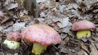 Royal bolete - Worms do not recognize noble titles - (Butyriboletus regius)