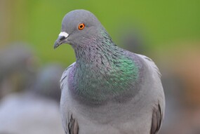  Pigeons