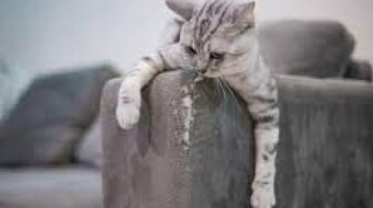 Cats-mystic creatures. The complete history!