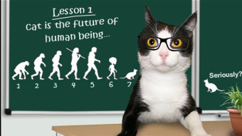 Do We Choose Cats Or Do Cats Choose Us?