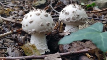 Warted amanita the cone fly agaric, one of the first edible toadstools of the season