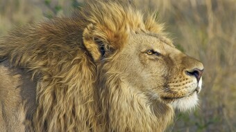 IJCH: Mutual of Omaha’s Wild Kingdom (Parody/Humor)