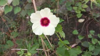 Flower photography.