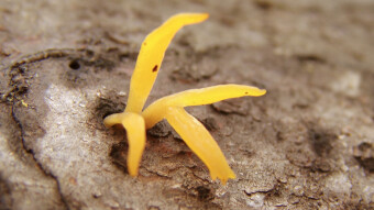 Mushrooms from the Europe - Calocera viscosa