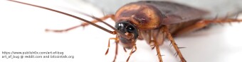How to Make Good Bug Bounty