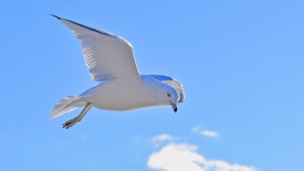 Herring Gull in the air