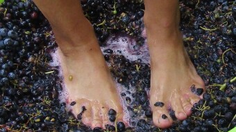 The process of making wine at home