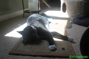 Walter rolling around in catnip