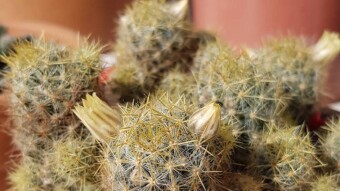 Mammillaria prolifera
