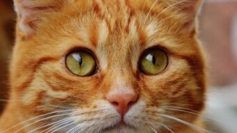 10 Signs You Could Be Turning Into A Cat!