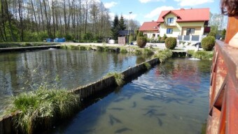 Sturgeons, trouts and carps in all their forms - i.e. trout fishing, fish fryer "Jurajski Młyn"