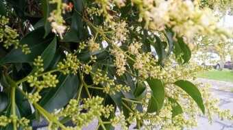Thunder tree flowers