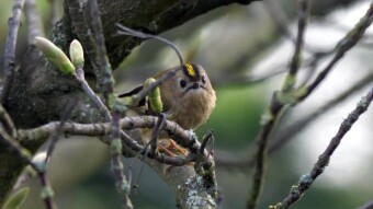 Goldcrest - only 4 grams of a beautiful flying life