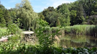 Monday walking along the well -worn park paths, at complete ease - My Actifit Report Card: August 11 2025