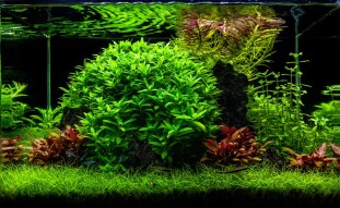 A Guide to Aquascaping the Planted Tank