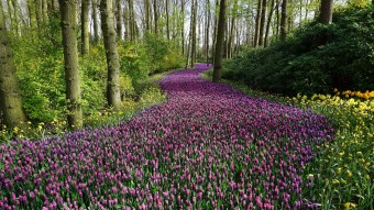 Spring Blossoms