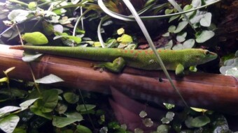 A beautiful Saturday, although it didn't look like it was expected - a walk in the park and in the palm house - My Actifit Report Card: February 10 2024