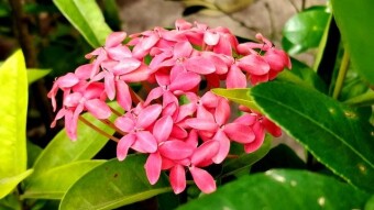 Rongon flower photography