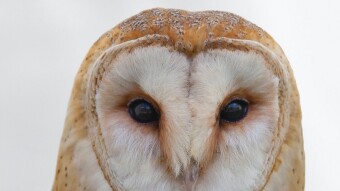 X-ray Eyes