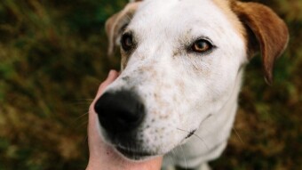 Features of Dogs