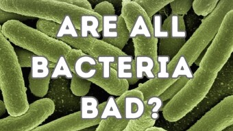 Are all bacteria bad?