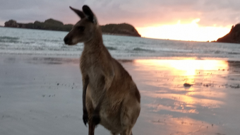 Australia 2020 Maidenwell Queensland (Nov25)
