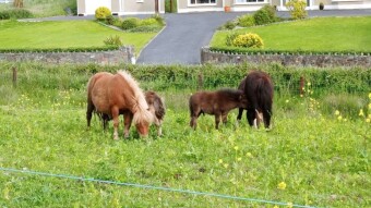 Armada Farm #2
