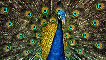 Peacocks in the Mud