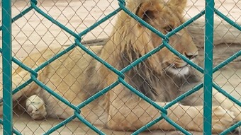 A visit to zoo