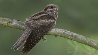 European Nightjar (Caprimulgus europaeus), a bit like a reptile, a bit like a piece of tree