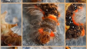 Macrophotography of caterpillar,, by @nevlu123