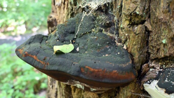 Willow bracket, a mushroom with many health benefits