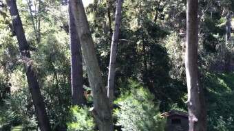 Lost in the Forest?