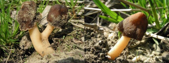 Mushrooms occurring in Europe - Verpa conica