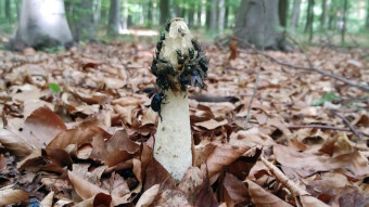 For some creatures like Chanel perfumes - Common Stinkhorn