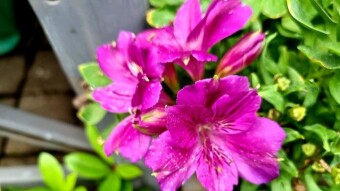 Peruvian lily photography