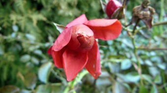 A nice spring walk through the park rosarium - My Actifit Report Card: December 26 2022