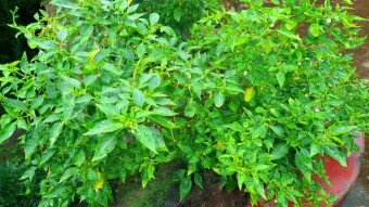 Photography of rooftop garden.