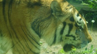 The first Zoo Park in Lithuania