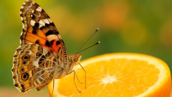 Butterflies taste with their feet.