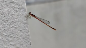 Photography of Dragonfly.