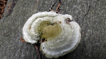 Hairy bracket (Trametes hirsuta) - hairy arboreal mushroom