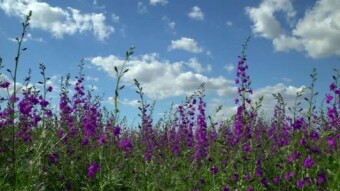Impressionable Experiences:  Childhood Innocence:  A Quiet Afternoon in June