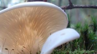Mushrooms occurring in Europe - Pleurocybella porrigens