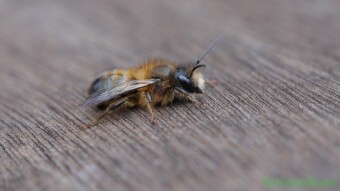 Mason Bees on the deck - Macro Photography