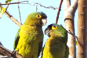 Orange Fronted Conure