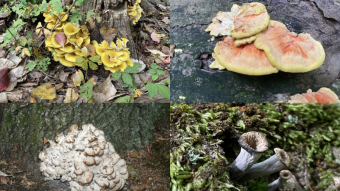 Mushroom Monday - Edible Mushroom Extravaganza