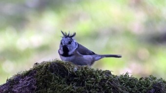 A bit nonchalant, a bit crazy - Crested tit (Lophophanes cristatus)