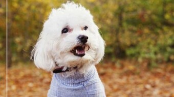 Interesting 7 of dogs